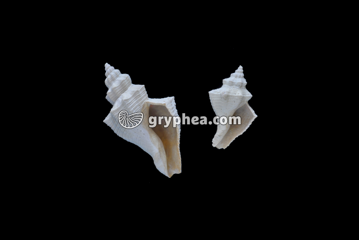 Melongena subcarinata (Bartonien) - gryphea.com